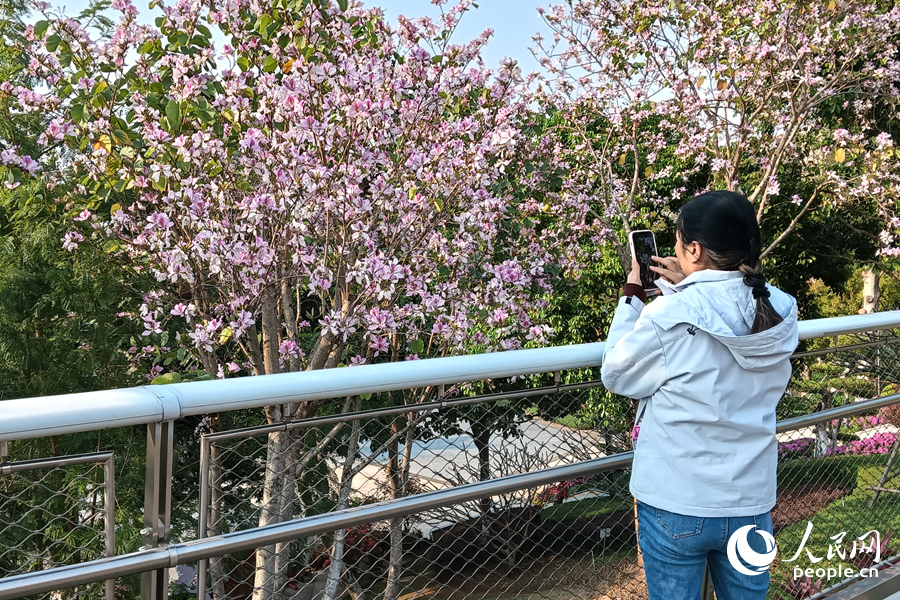 厦门山海健康步道上，游人用手机拍摄花景。人民网记者 陈博摄