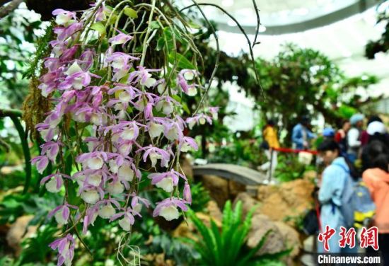 图为植物园内独具特色的室内兰花主题展馆吸引参观者。中新社记者 张斌 摄