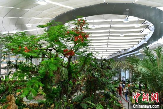 图为植物园内独具特色的室内兰花主题展馆吸引参观者。中新社记者 张斌 摄
