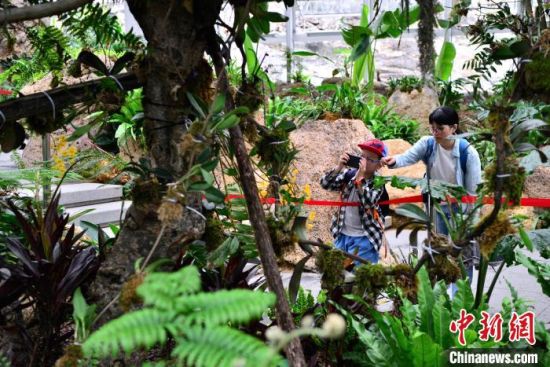 图为植物园内展示的各种植物吸引参观者。中新社记者 张斌 摄