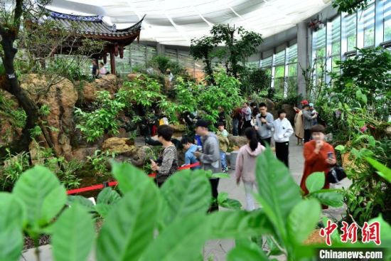 图为植物园内展示的各种植物吸引参观者。中新社记者 张斌 摄