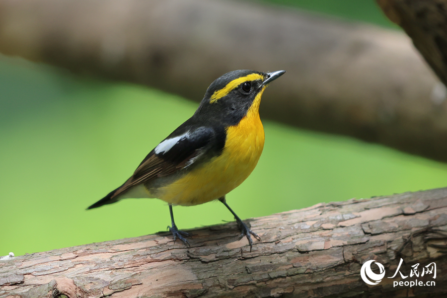 在厦门虎头山公园,黄眉姬鹟在绿化带木架上停留。人民网记者 陈博摄