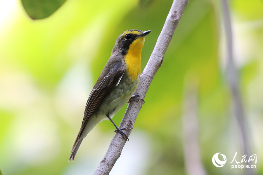 跨海而来的琉球姬鹟是厦门的“稀客”。人民网记者 陈博摄