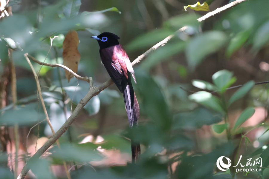 身披一袭紫衣的紫寿带鸟深受观鸟爱好者青睐。人民网记者 陈博摄