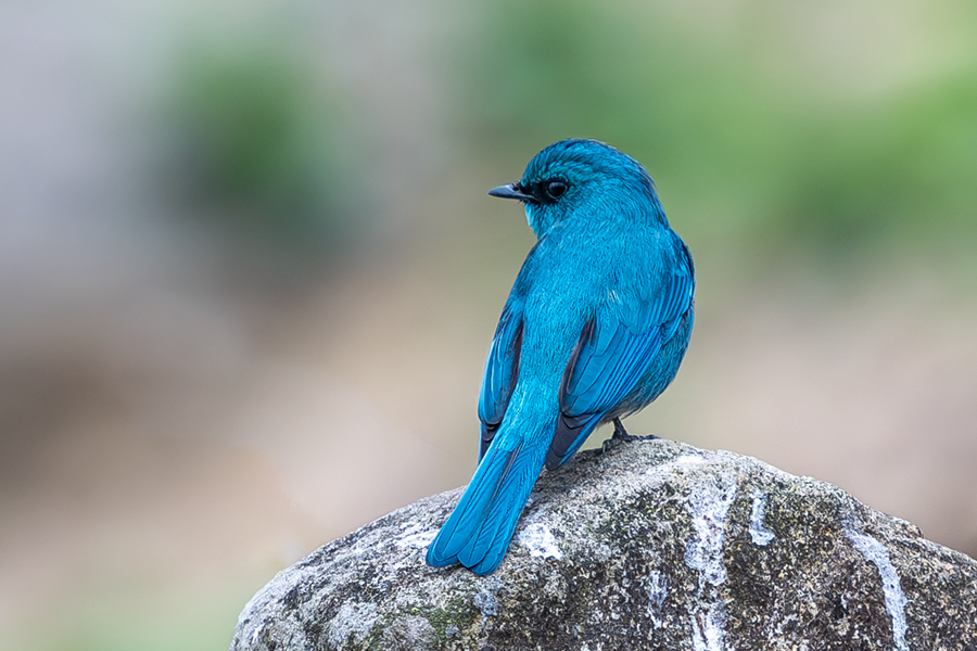 厦门集美田头的铜蓝鹟犹如蓝宝石一般光彩夺目。张桃红摄