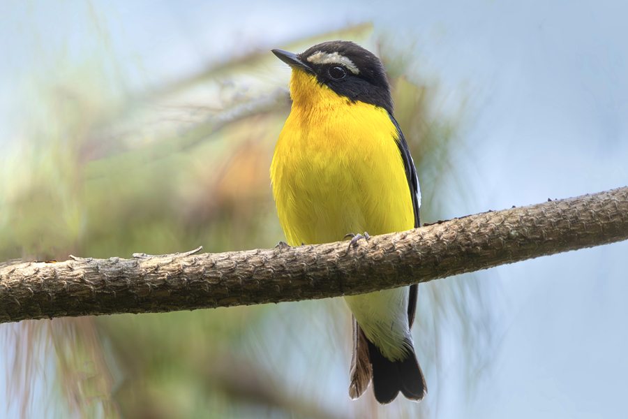 可爱俏皮的白眉姬鹟。廖昕摄