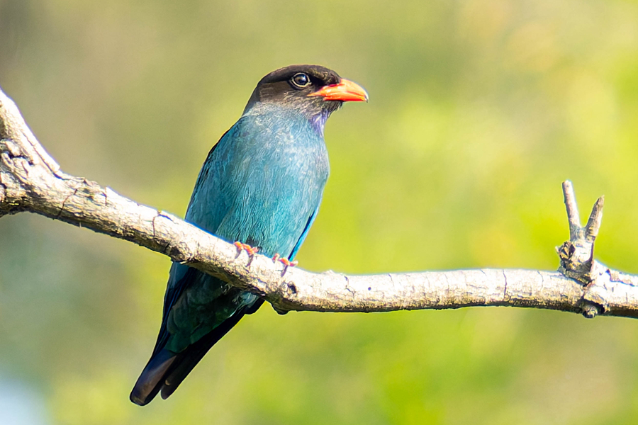 三宝鸟在厦门山海健康步道沿线的绿树枝头眺望。陈婧怡摄