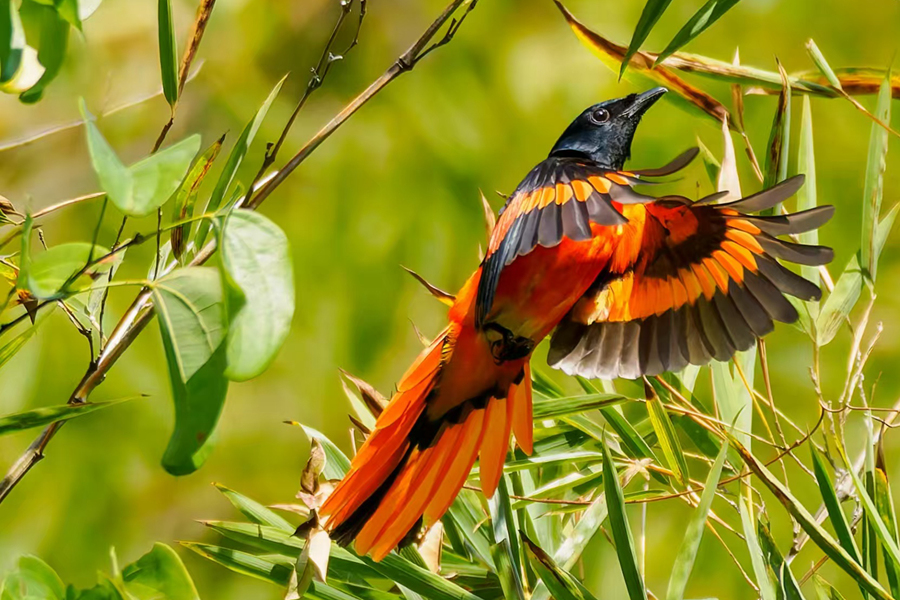 在厦门环岛路一带,赤红山椒鸟在枝头展翅。曾一超摄