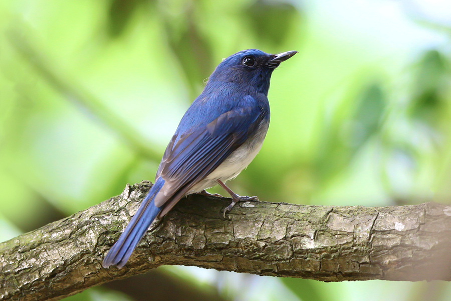 色彩艳丽的海南蓝仙鹟。廖昕摄