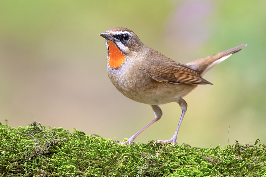 嗓音美妙动听的红喉歌鸲。廖昕摄