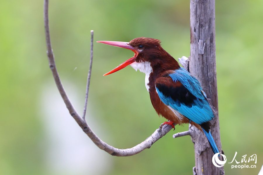 白胸翡翠在厦门东山水库临水枝头高歌。人民网记者 陈博摄