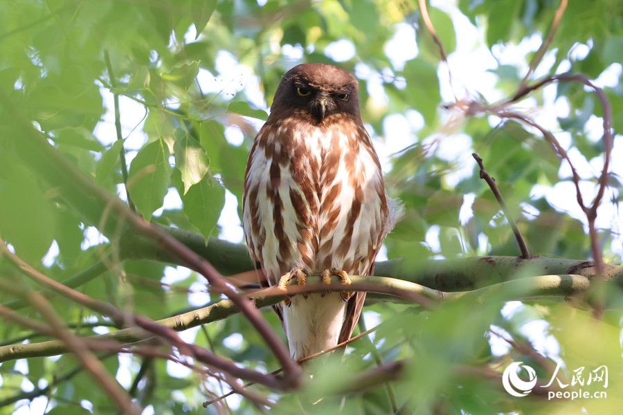 北鹰鸮在厦门虎头山公园的高枝上休息。人民网记者 陈博摄