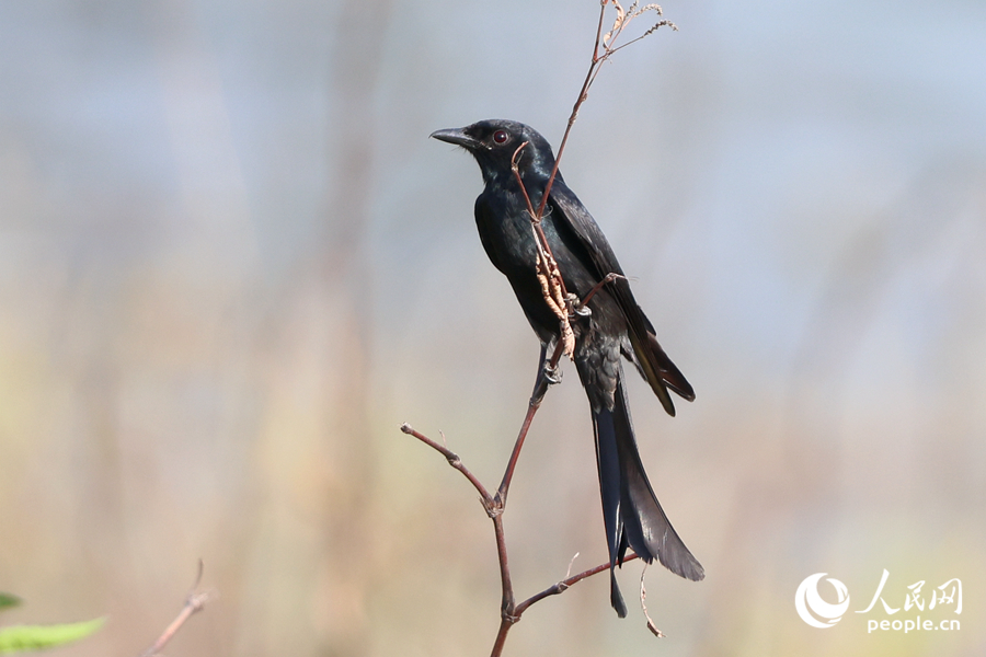 在厦门东山水库岸边觅食的黑卷尾。人民网记者 陈博摄