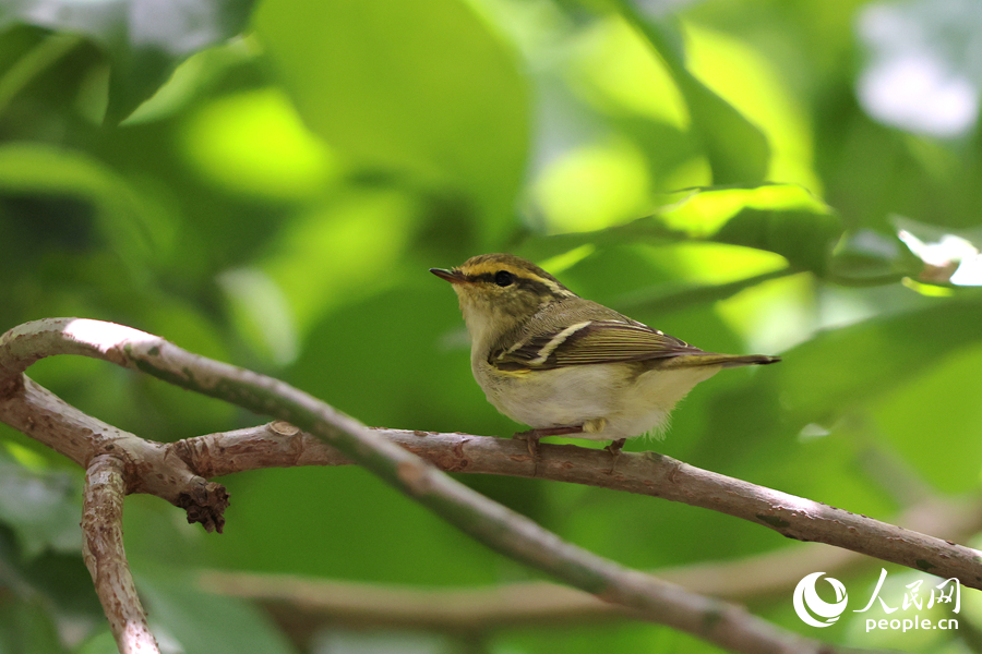 在厦门中山公园,黄腰柳莺在枝头欢蹦乱跳。人民网记者 陈博摄