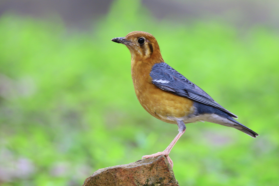 美丽的橙头地鸫成为厦门天竺山森林公园的颜值担当。廖昕摄