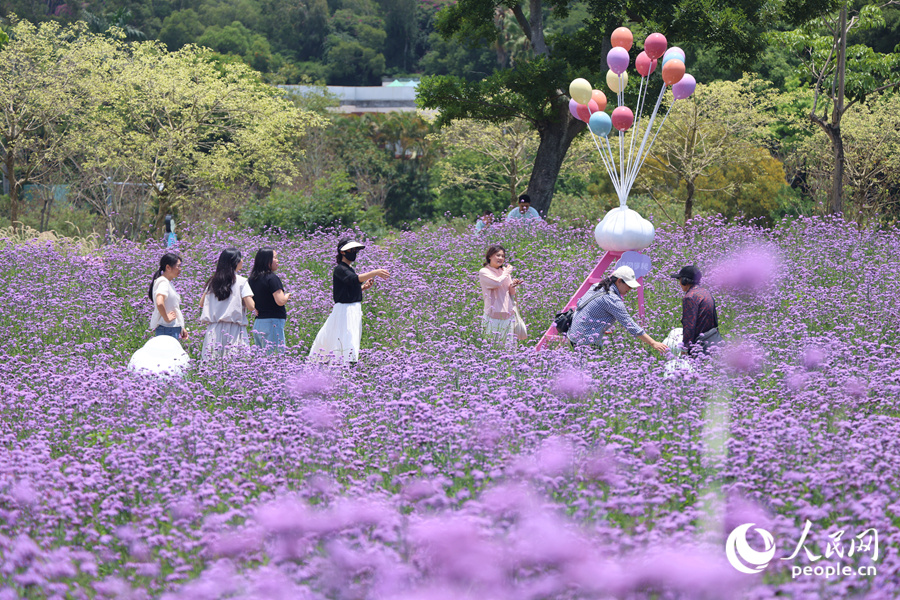 马鞭草花海中游人如织。人民网记者 陈博摄