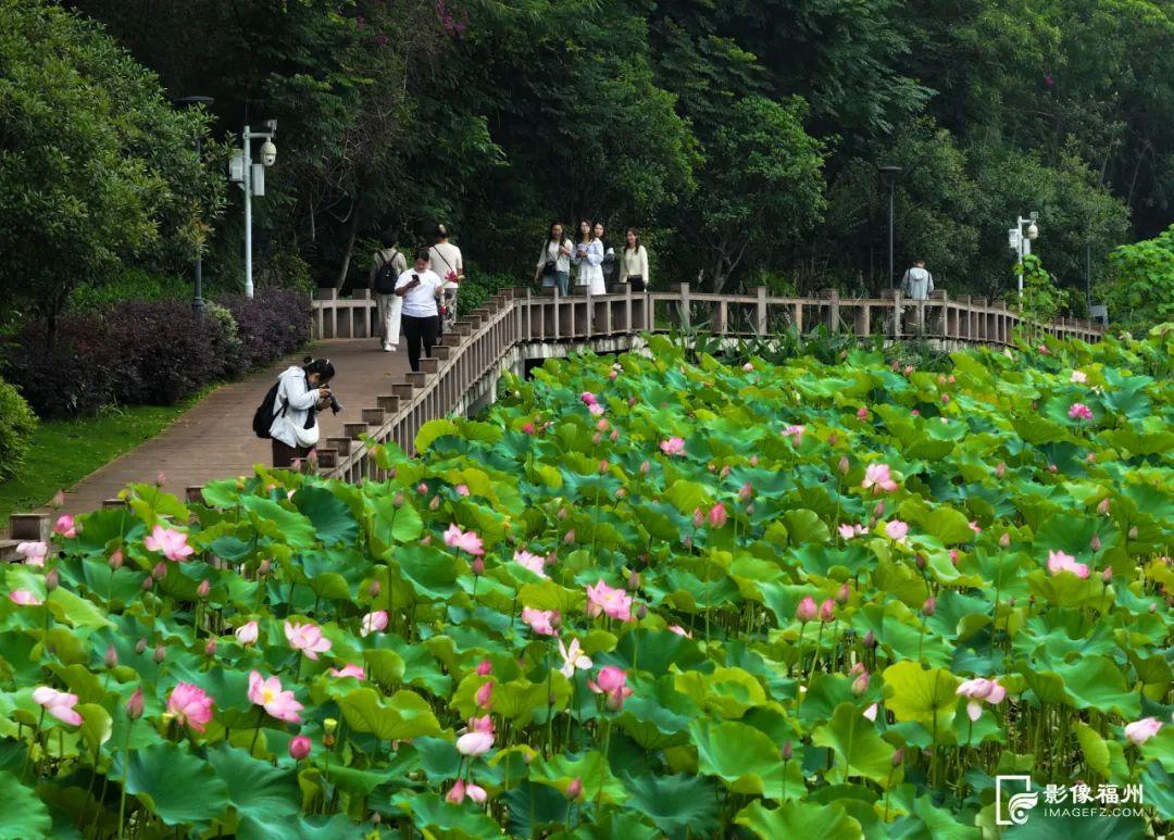 夏日“顶流”！福州荷花盛开！