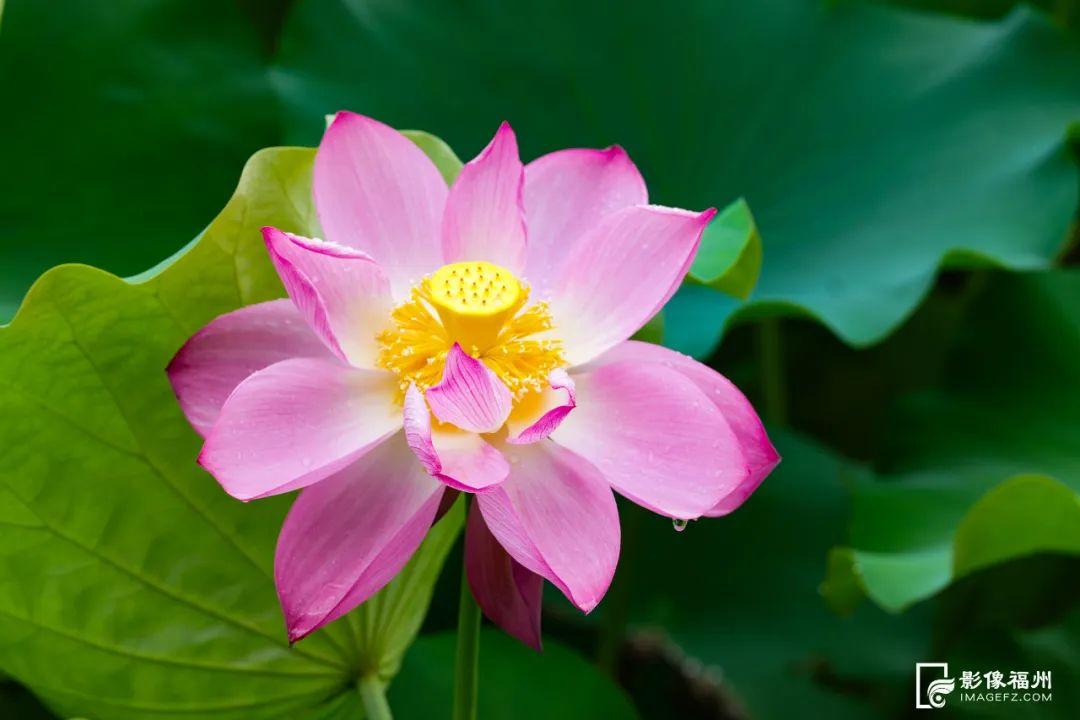 夏日“顶流”！福州荷花盛开！