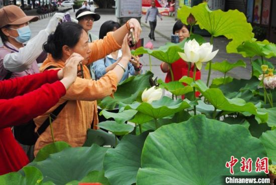 5月27日，福州茶亭公园的荷花竞相开放，吸引市民前去参观、拍照。中新社记者 吕明 摄