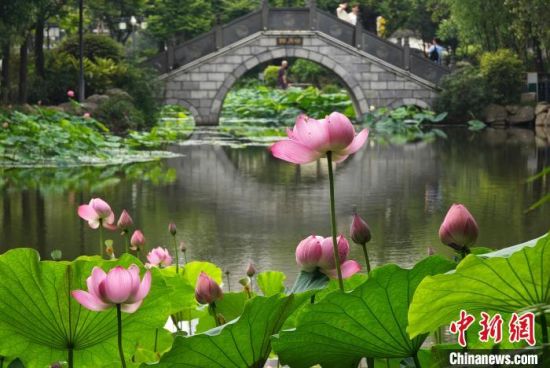 5月27日，福州茶亭公园的荷花竞相开放，吸引市民前去参观、拍照。中新社记者 吕明 摄