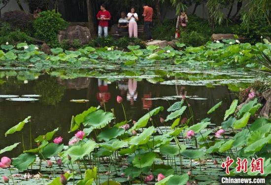 5月27日，福州茶亭公园的荷花竞相开放，吸引市民游客前去参观。中新社记者 吕明 摄