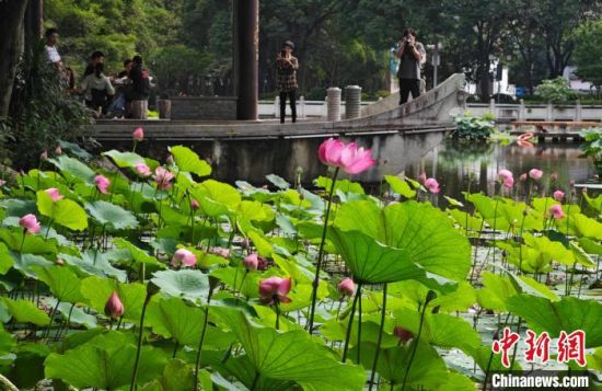 5月27日，福州茶亭公园的荷花竞相开放，吸引市民游客前去参观。中新社记者 吕明 摄