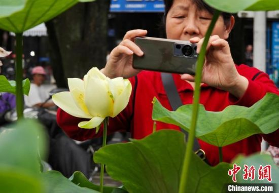 5月27日，福州茶亭公园的荷花竞相开放，吸引市民游客前去参观。中新社记者 吕明 摄