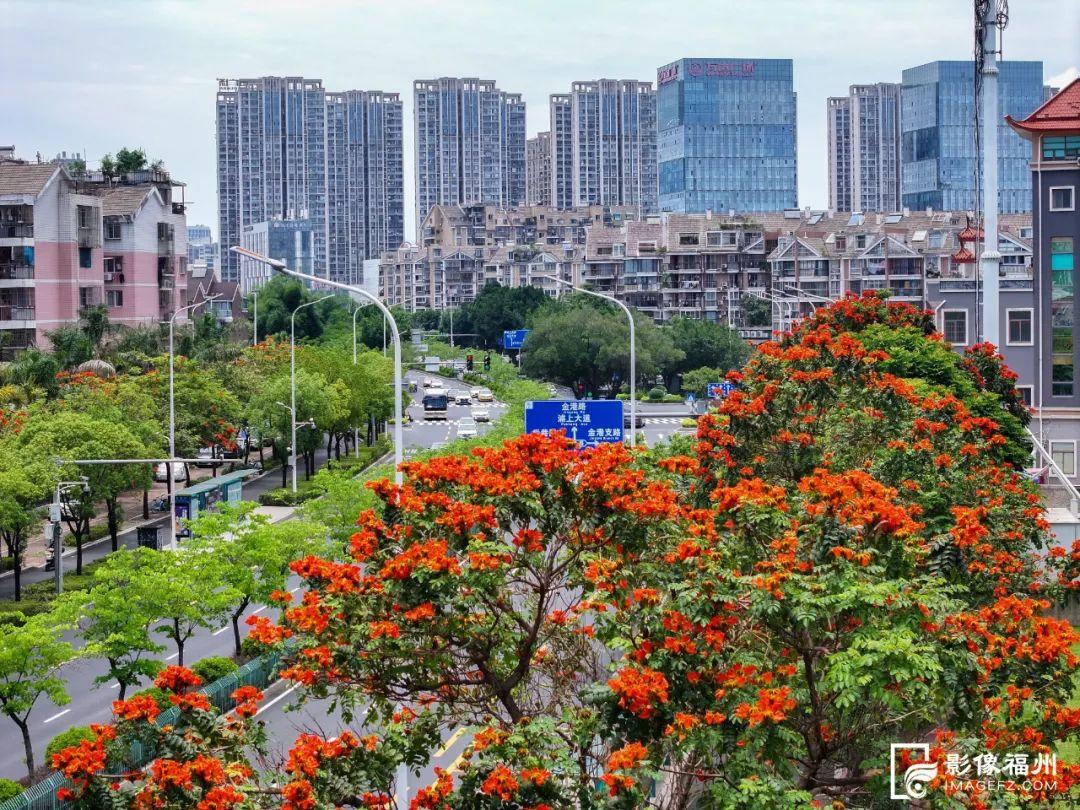 来福州，赴一场盛夏花事！