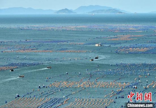 福建省连江县被誉为“中国鲍鱼之乡”，鲍鱼总产量约占全国三分之一，眼下，当地渔民们在海上养殖的5亿粒绿盘鲍陆续上市。据统计，今年松芦湾鲍鱼养殖区可在夏天上市的绿盘鲍总数量约5亿粒，产量可达2万吨以上，产值可达10多亿元人民币。连江县是中国第二水产大县，鲍鱼产量约占全国总量的三分之一，去年全县鲍鱼产量达5.93万吨、产值达68亿元人民币。图为6月21日，在连江县下宫镇松芦湾海域，渔民驾驶渔船穿梭在鲍鱼养殖区。中新社记者 张斌 摄