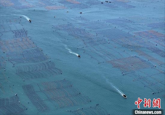 福建省连江县被誉为“中国鲍鱼之乡”，鲍鱼总产量约占全国三分之一，眼下，当地渔民们在海上养殖的5亿粒绿盘鲍陆续上市。据统计，今年松芦湾鲍鱼养殖区可在夏天上市的绿盘鲍总数量约5亿粒，产量可达2万吨以上，产值可达10多亿元人民币。连江县是中国第二水产大县，鲍鱼产量约占全国总量的三分之一，去年全县鲍鱼产量达5.93万吨、产值达68亿元人民币。图为6月21日，渔民驾驶载着一笼笼鲍鱼的渔船驶往连江县下宫镇松芦湾码头。(无人机照片)中新社记者 张斌 摄