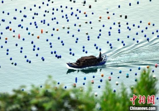 福建省连江县被誉为“中国鲍鱼之乡”，鲍鱼总产量约占全国三分之一，眼下，当地渔民们在海上养殖的5亿粒绿盘鲍陆续上市。据统计，今年松芦湾鲍鱼养殖区可在夏天上市的绿盘鲍总数量约5亿粒，产量可达2万吨以上，产值可达10多亿元人民币。连江县是中国第二水产大县，鲍鱼产量约占全国总量的三分之一，去年全县鲍鱼产量达5.93万吨、产值达68亿元人民币。图为6月21日，渔民驾驶载着一笼笼鲍鱼的渔船驶往连江县下宫镇松芦湾码头。中新社记者 张斌 摄