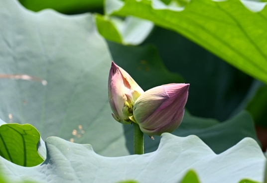 并蒂莲现身左海公园