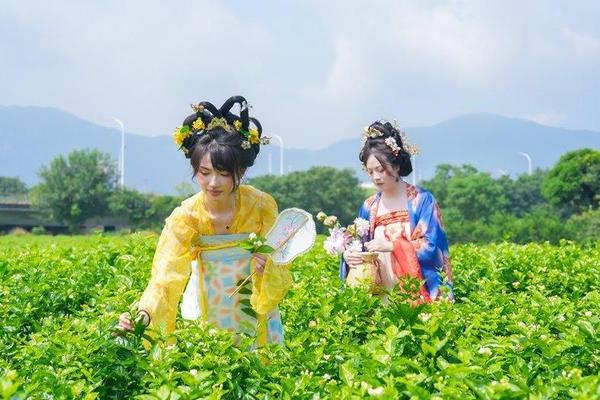 夏日香气！福州茉莉花采收啦！