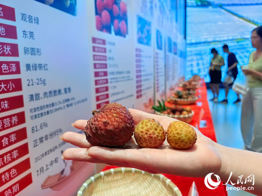 大小不一的晚熟荔枝优新品种品。人民网 苏海森摄