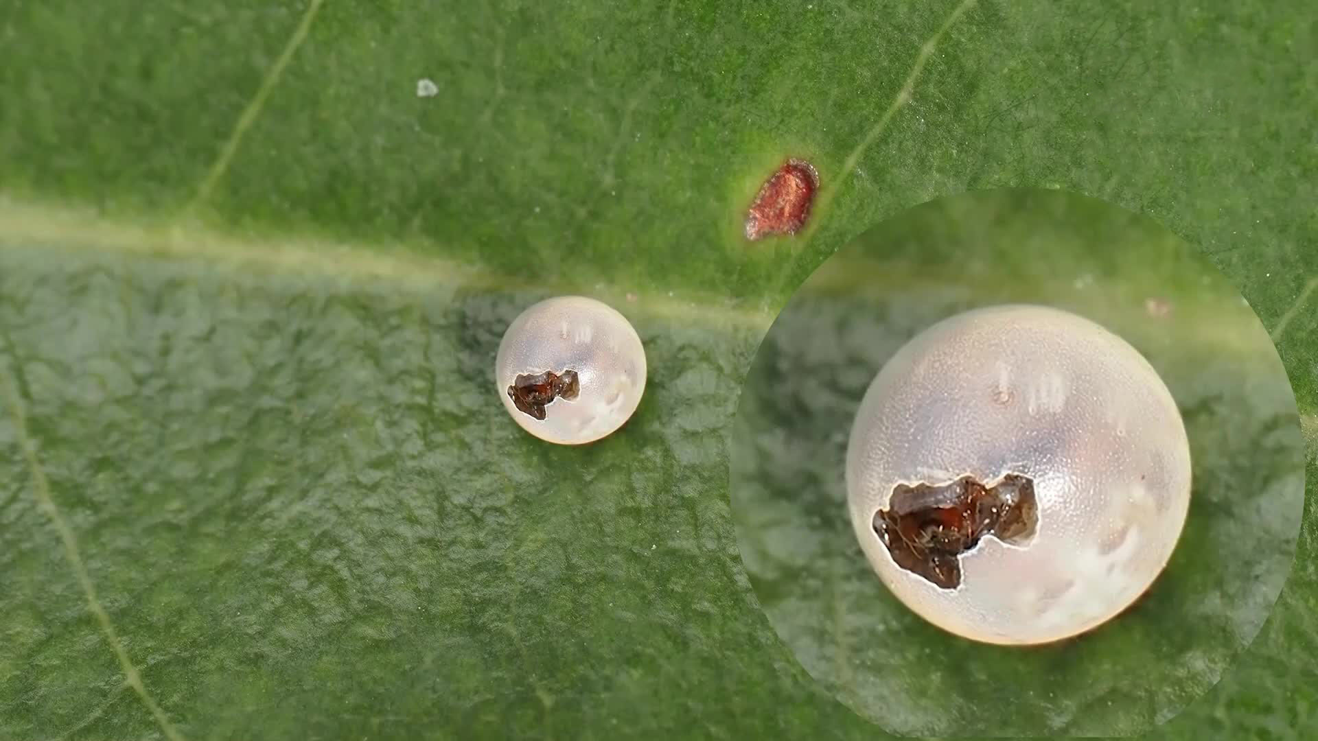 珍贵瞬间！金斑喙凤蝶“萌宝”出壳记