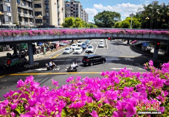 9月9日，福州市区多处立交桥上的三角梅绽放，成为一道独特的城市景观。中新社记者 吕明 摄