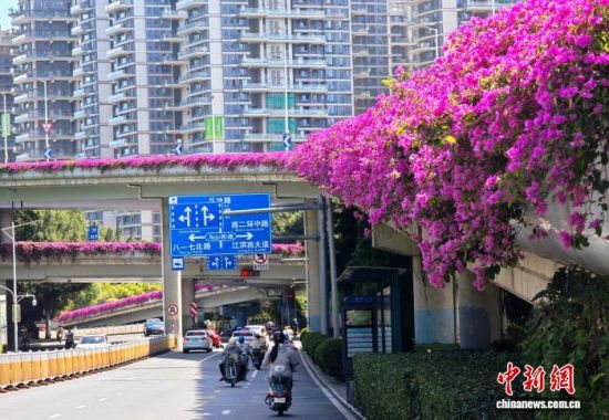 9月9日，福州市区多处立交桥上的三角梅绽放，成为一道独特的城市景观。中新社记者 吕明 摄
