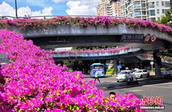 9月9日，福州市区多处立交桥上的三角梅绽放，成为一道独特的城市景观。中新社记者 吕明 摄
