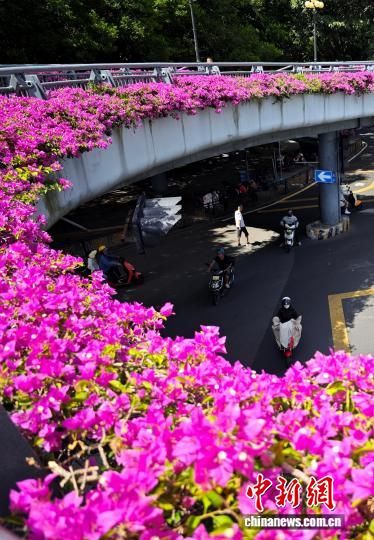 9月9日，福州市区多处立交桥上的三角梅绽放，成为一道独特的城市景观。中新社记者 吕明 摄