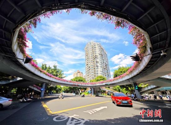 9月9日，福州市区多处立交桥上的三角梅绽放，成为一道独特的城市景观。中新社记者 吕明 摄