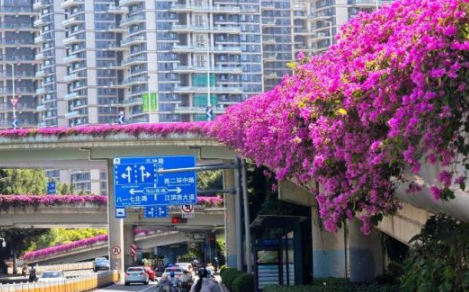 福州：三角梅绽放扮靓立交桥