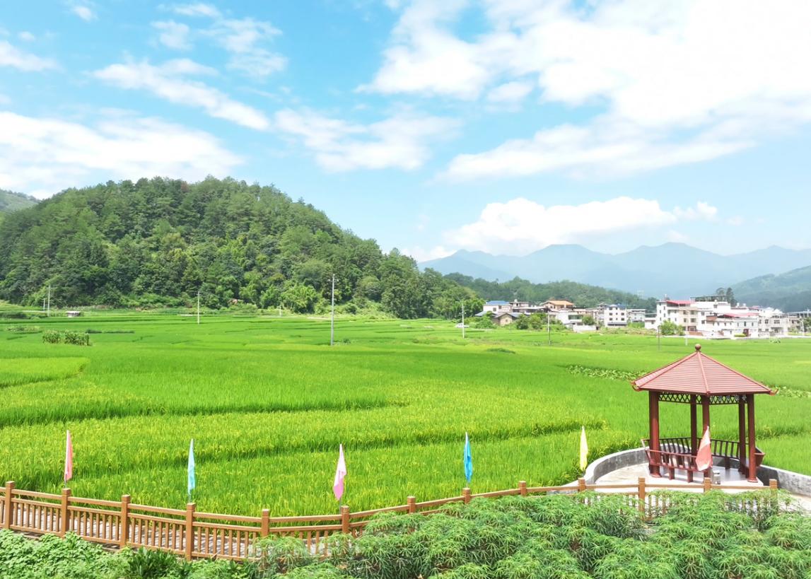 湖雷镇上南村。姜淇摄