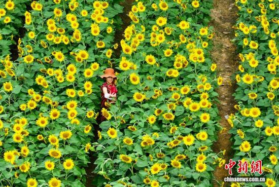 9月22日，福建福州，民众在向日葵花丛中留影。（无人机照片）中新社记者 王东明 摄