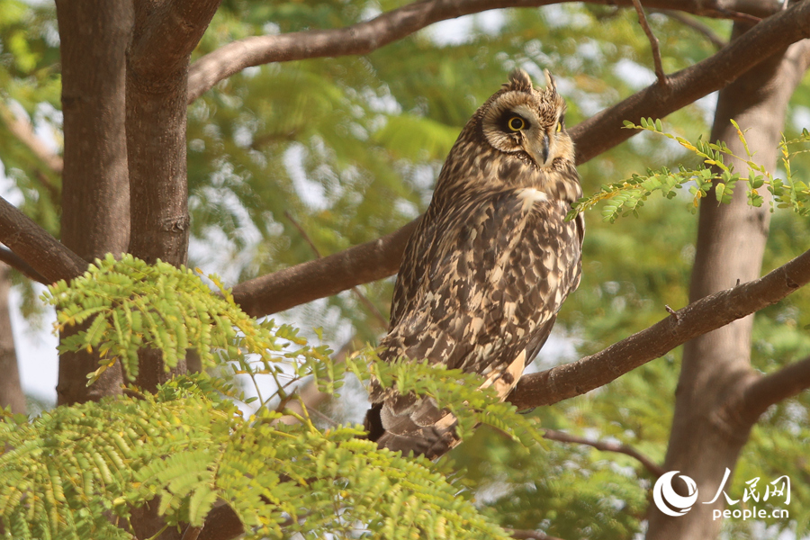 短耳鸮现身厦门集美马銮湾。人民网记者 陈博摄
