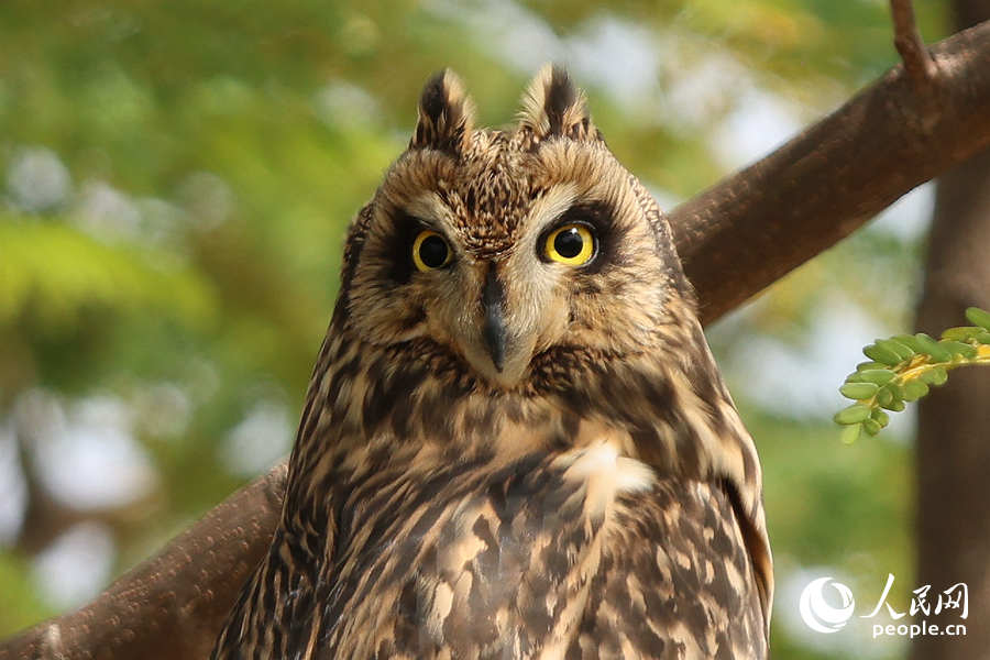短耳鸮正脸似猫,呆萌可爱。人民网记者 陈博摄