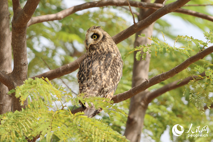 短耳鸮扭动脑袋,四处张望。人民网记者 陈博摄