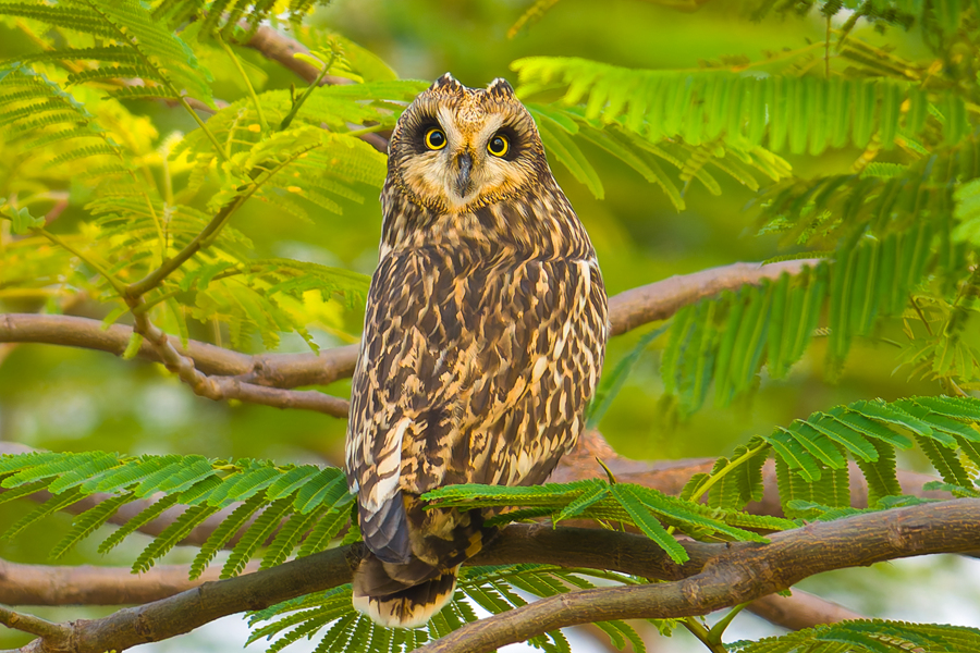 茂密的树丛为短耳鸮提供了“庇护所”。李凌菲摄