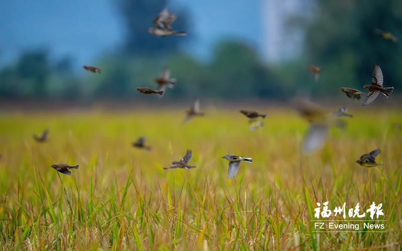 连江山堂村迎来百余只黄胸鹀 数量为历年之最