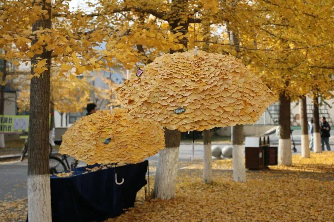“银杏伞”爆火！更惊艳的福建校园秋景藏在这→