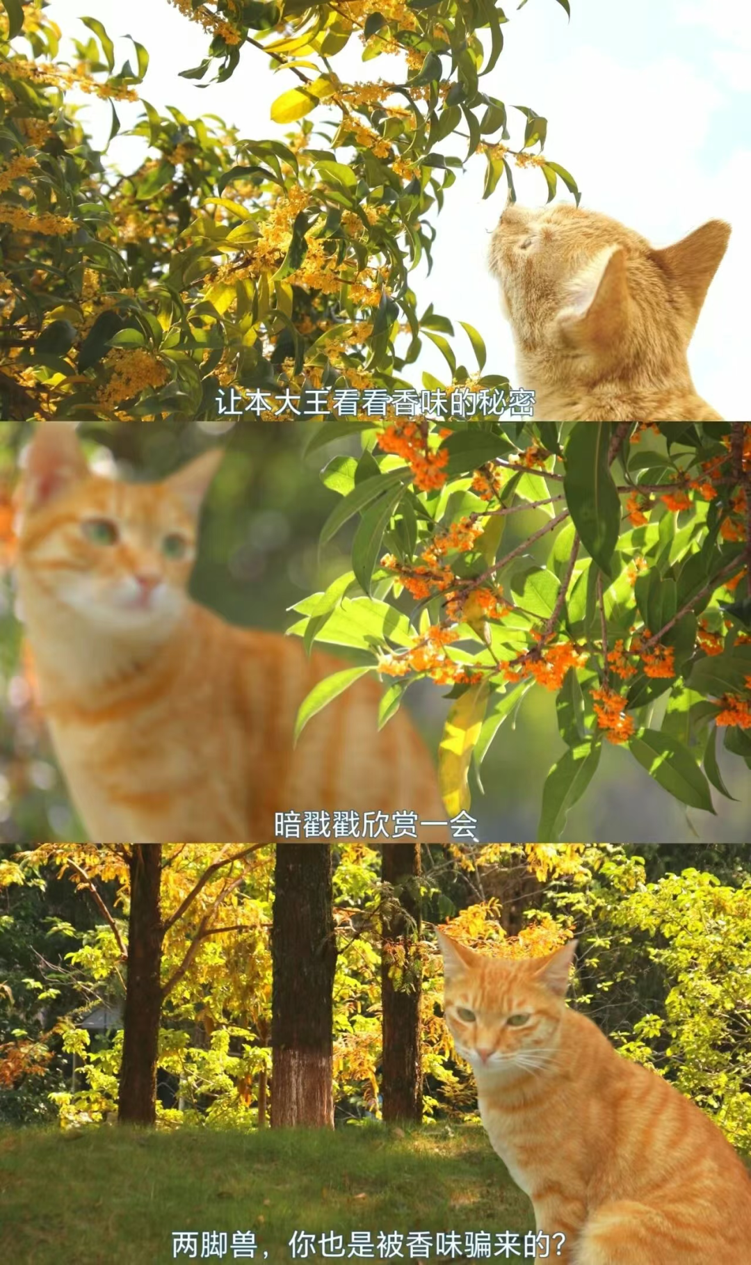 “银杏伞”爆火！更惊艳的福建校园秋景藏在这→